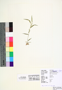 primary herbarium image