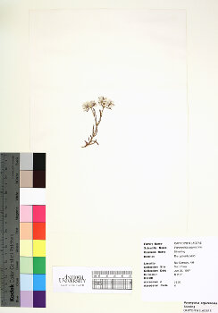 primary herbarium image