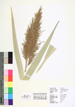 primary herbarium image
