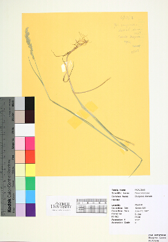 primary herbarium image