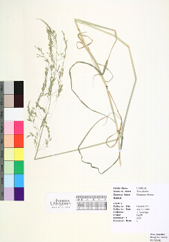 primary herbarium image