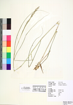 primary herbarium image