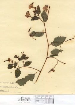 primary herbarium image