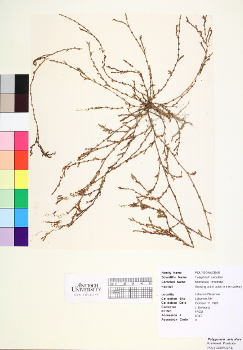 primary herbarium image