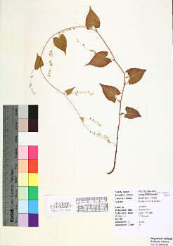 primary herbarium image