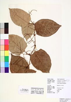 primary herbarium image