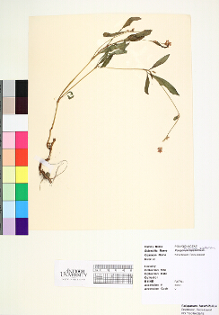primary herbarium image