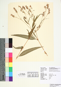 primary herbarium image