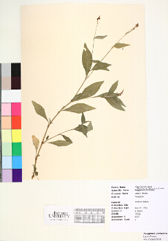 primary herbarium image