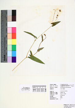 primary herbarium image