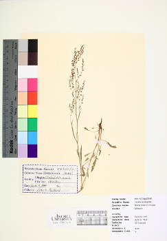primary herbarium image