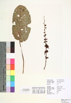primary herbarium image