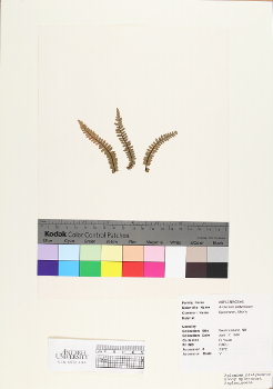 primary herbarium image