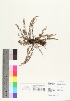primary herbarium image