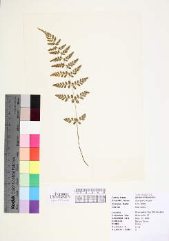 primary herbarium image