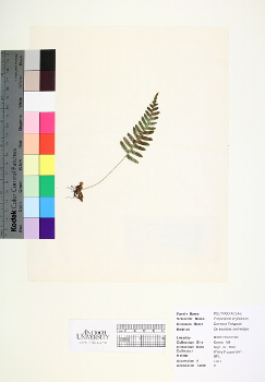 primary herbarium image