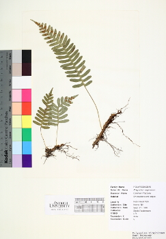 primary herbarium image