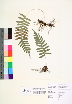 primary herbarium image