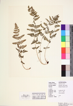 primary herbarium image