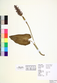 primary herbarium image