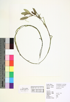 primary herbarium image