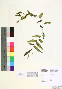 primary herbarium image