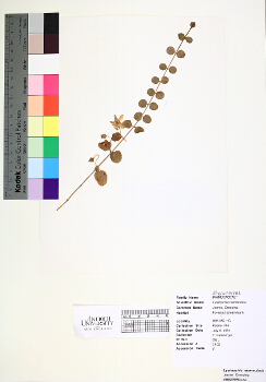 primary herbarium image
