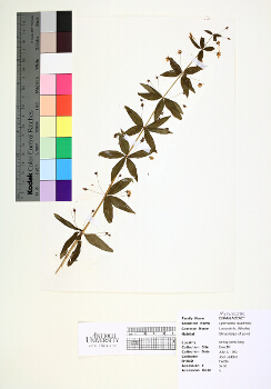 primary herbarium image