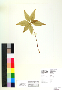 primary herbarium image