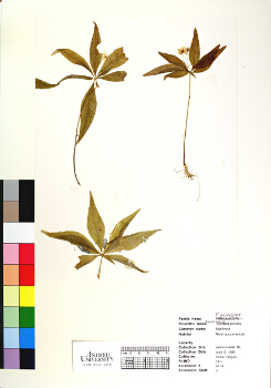 primary herbarium image