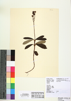 primary herbarium image