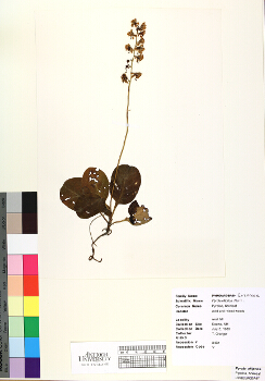 primary herbarium image