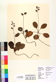 primary herbarium image