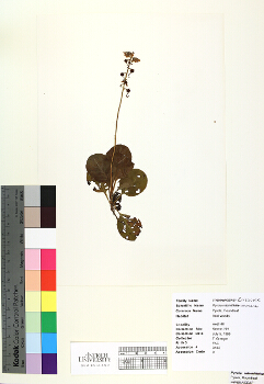 primary herbarium image