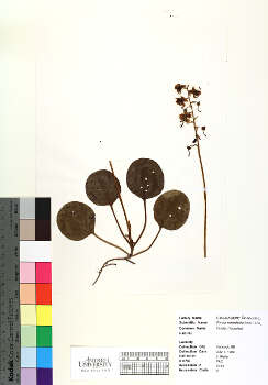 primary herbarium image