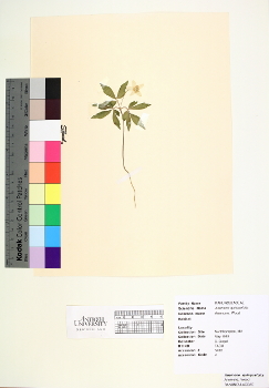 primary herbarium image
