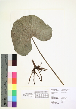primary herbarium image