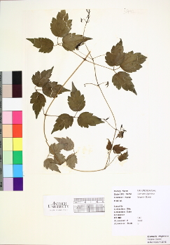 primary herbarium image