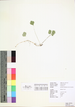 primary herbarium image