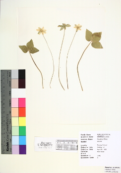 primary herbarium image