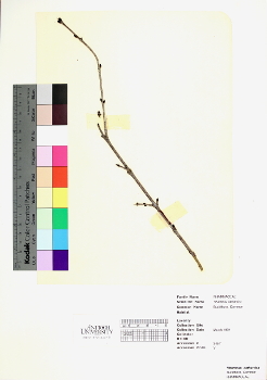 primary herbarium image
