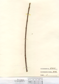 primary herbarium image