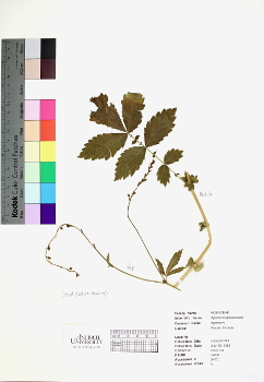 primary herbarium image