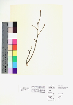 primary herbarium image