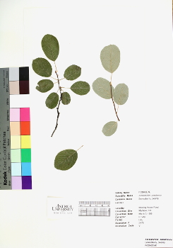primary herbarium image