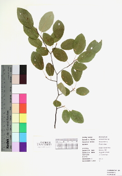 primary herbarium image
