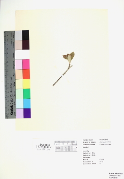 primary herbarium image