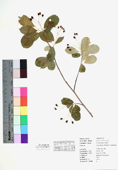 primary herbarium image