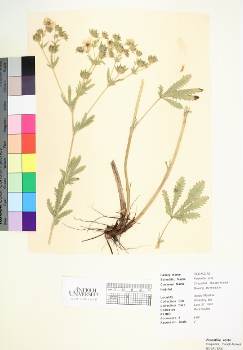 primary herbarium image