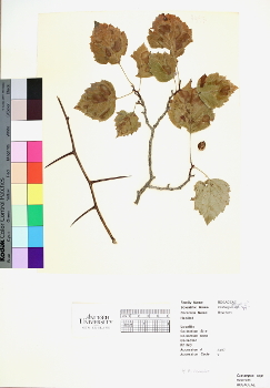 primary herbarium image